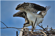 Osprey at Nest Poised to Take Flight