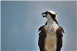 Osprey Calling Out