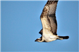 Osprey in Flight