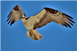 Osprey in Flight