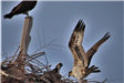 Ospreys at Nest