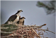 Ospreys at Nest