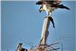 Ospreys at Nest