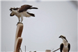 Ospreys at Nest
