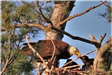 American Bald Eagle Feeding Chicks in Nest