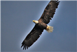 American Bald Eagle in Flight