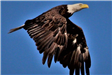 American Bald Eagle in Flight