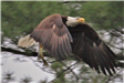 American Bald Eagle in Flight