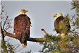 American Bald Eagles Perching on an Evergreen Branch