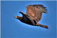 Golden Eagle in Flight