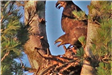 Golden Eagles in Nest