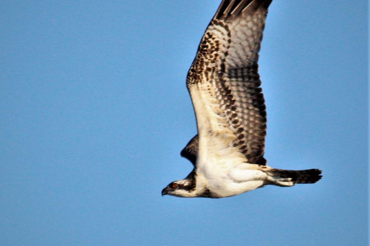 Osprey in Flight