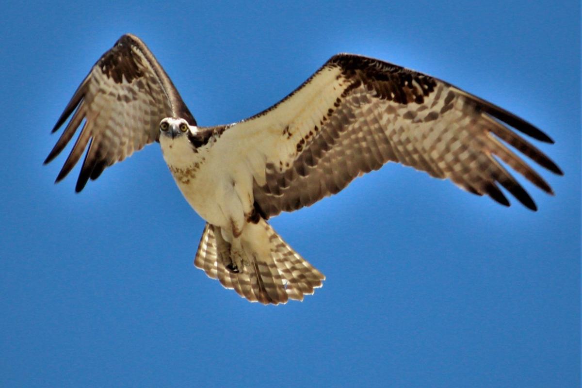 Osprey in Flight
