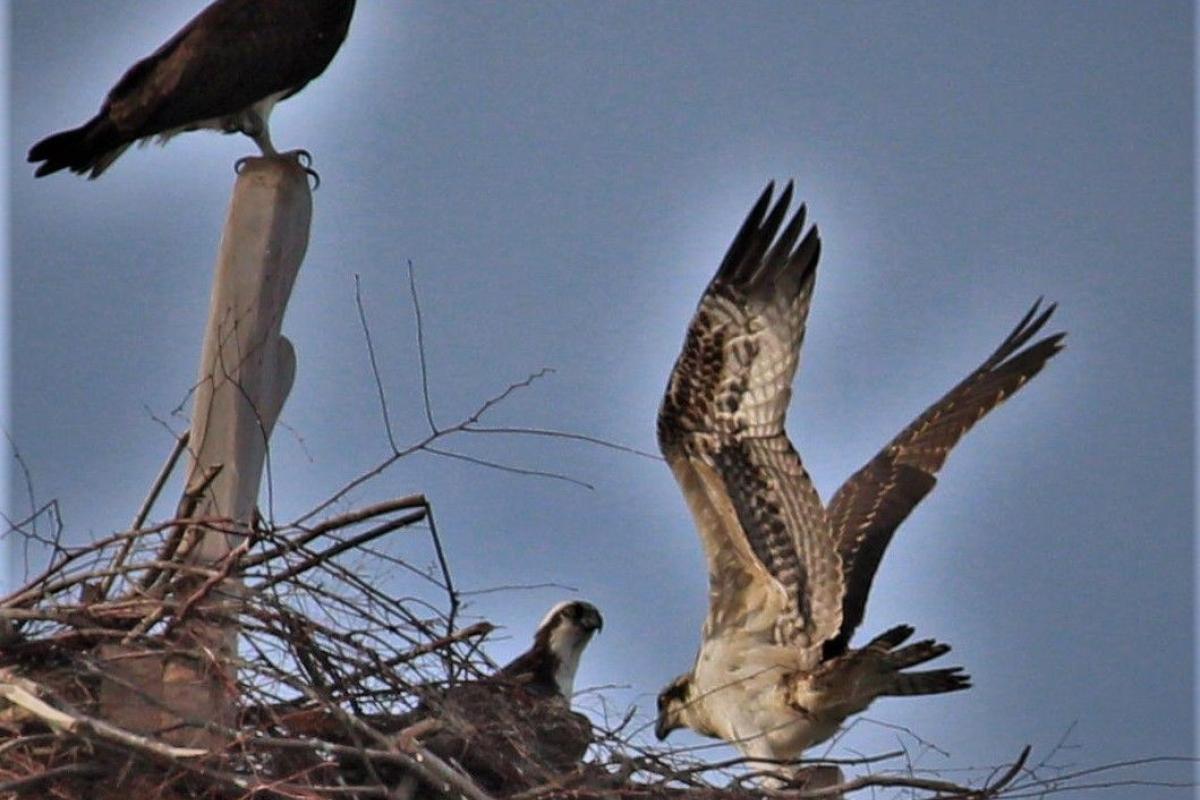 Ospreys at Nest