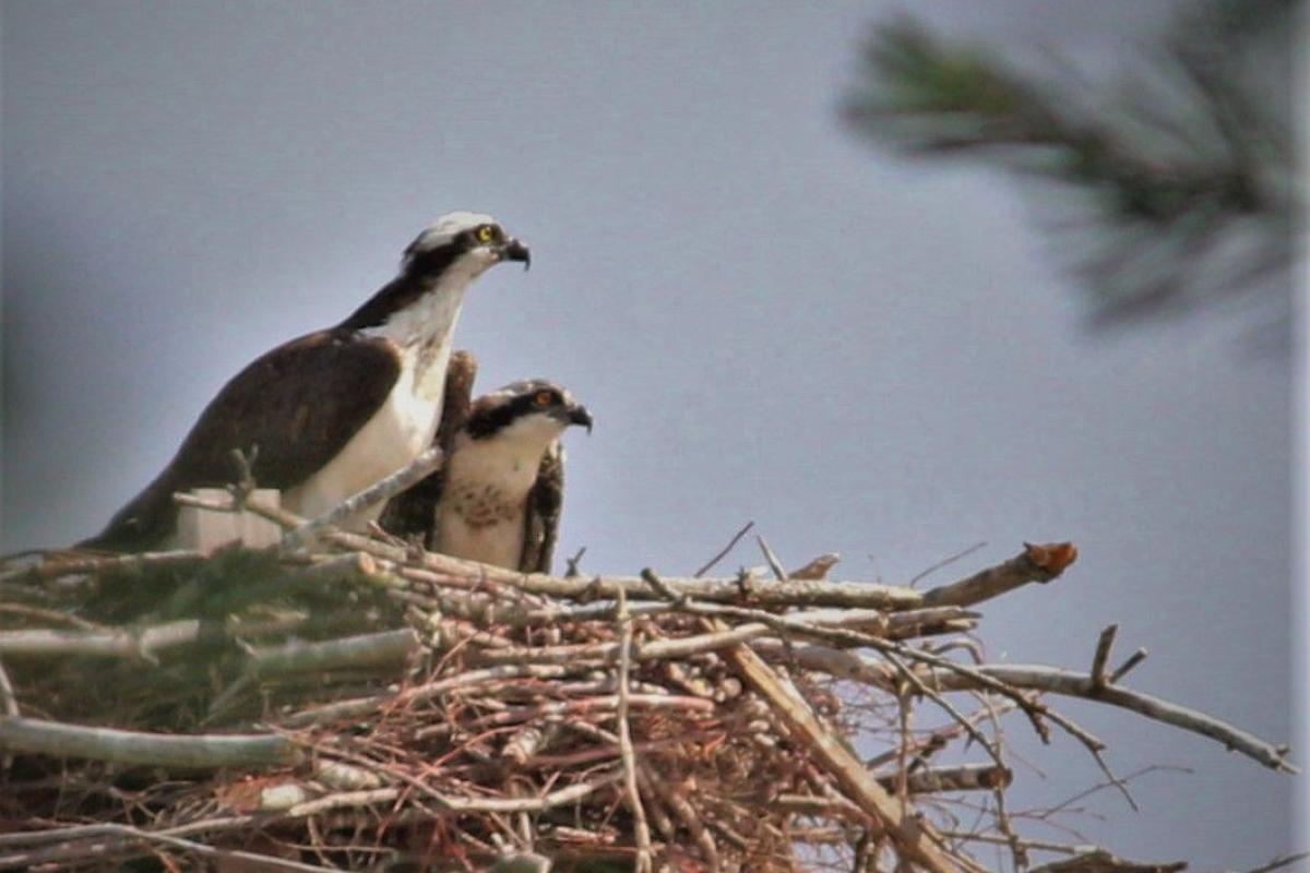 Ospreys at Nest