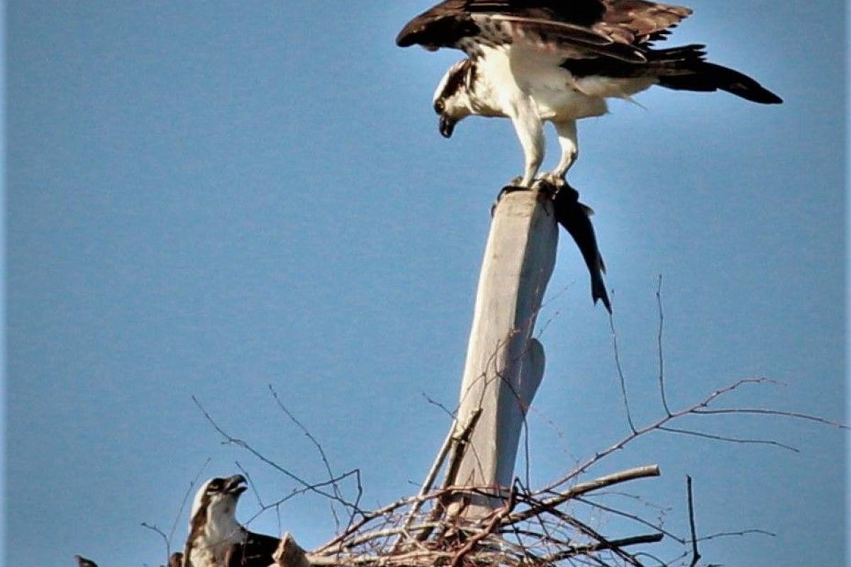 Ospreys at Nest