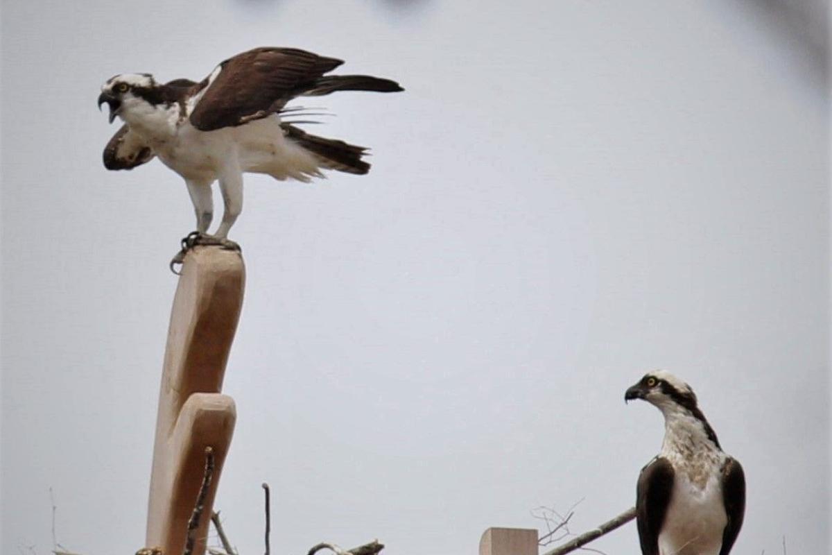 Ospreys at Nest