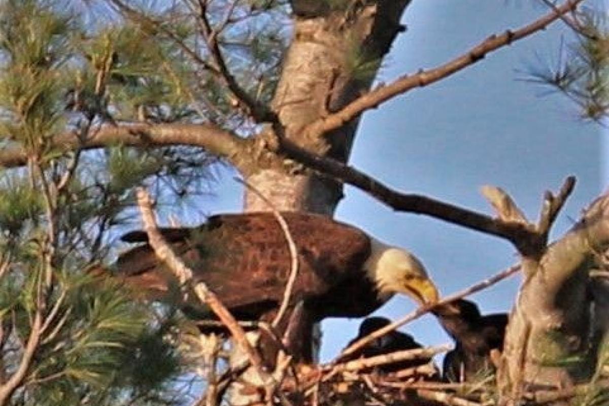 American Bald Eagle Feeding Chicks in Nest