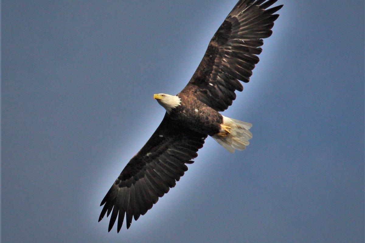American Bald Eagle in Flight