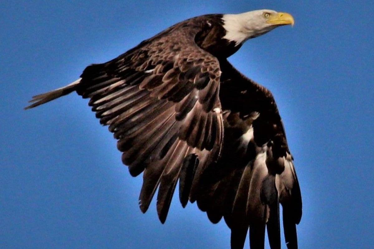 American Bald Eagle in Flight