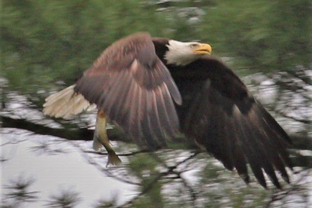 American Bald Eagle in Flight