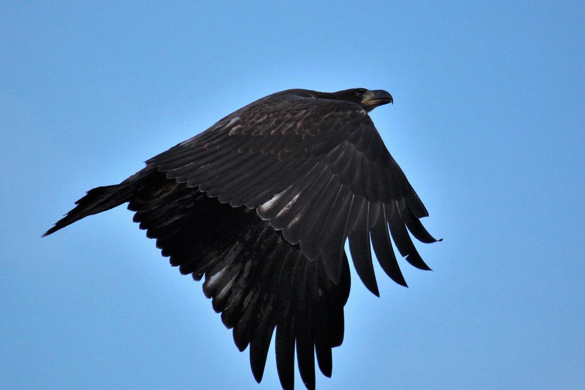 Golden Eagle in Flight