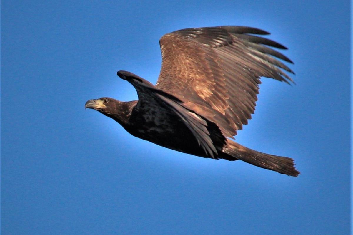 Golden Eagle in Flight