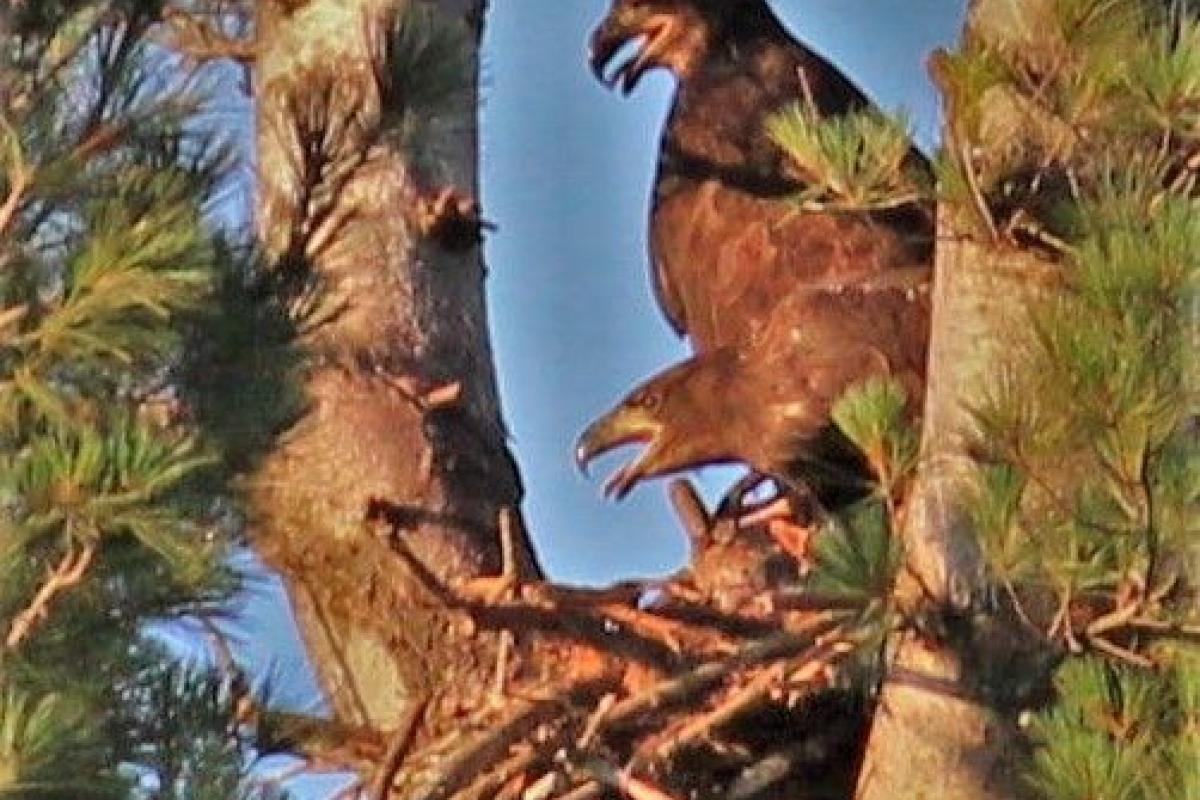 Golden Eagles in Nest